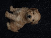 Maltipoo Yavrularımız Rezervasyon İçin Müsaittir
