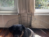 Safkan Eğitimli Rottweiler