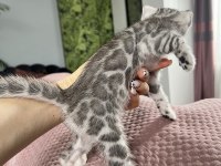2 Aylık Silver Bengal Yavrular