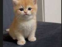 GOLDEN NY 12 SAFKAN AYI SURAT KALIN PATİ KEDİMİZ