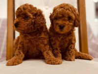 Toy poodle red Brown kore kan