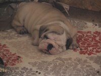 TOMBİŞ BULLDOG ÇOCUKLAR