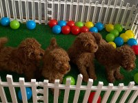 Red brown toy poodle yavrularım wc eğitimli