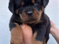Rottweiler Yavru Köpekler