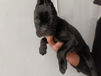 Cane corso yavrularımız ömür boyu ırk garantilidir