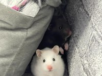 Dişi hamster acil yuva ücretsiz