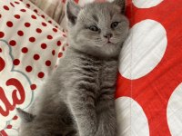 Oyuncu british shorthair yavru bebekler