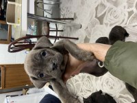Safkan cane corso yavruları sahiplendirme