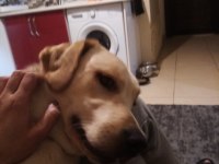 Labrador köpeğimiz