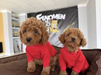 Köpek Dünyasından Orjinal Toy Poodle Yavruları Ankara