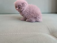 Adana erkek scottish fold 1.5 aylık