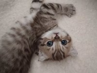 Scottish fold yeni yuvasını arıyor