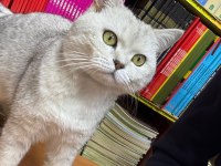 1 Yaşında Erkek British Shorthair