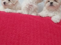 Petmode köpek çiftliğinden kore kan maltese