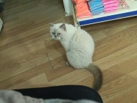 Exotic Shorthair Dişi Kısır Değil