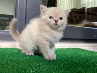 Pamuk tüylü blue point scottish