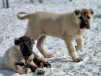 YURT DIŞI YURT İÇİ HER YERE KANGAL GÖNDERİM SAĞLANIR