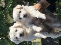 Sevimli Bebiş Köpekler