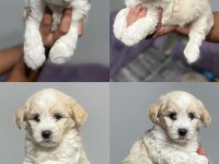 Kar beyaz terrier bebeklerimiz