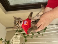 KEDİMİZ GÜZELLİK