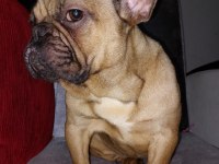 French bulldog dişi