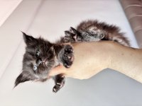 En güncel şampiyonluklarla benim maine coon devlerim