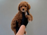 Pofuduk Orjinal Toy Poodle