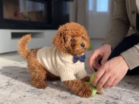 Toy Poodle Köpekleri