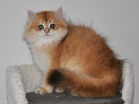 3 AYLIK GOLDEN BRİTİSH LONGHAİR NY12 YAVRU