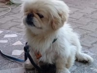 PEKİNEZ CİNSİ DİŞİ