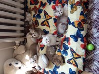 British Shorthair (British Golden) Yavrular