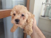 Yavru Maltipoo