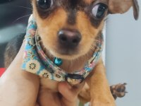 Saf Kan Sağlık Garantili Bebek Chihuahua