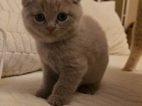 Scottish fold minikler