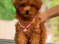 Show kalite teacup WC eğitimli Maltipoo yavrularımız