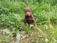 Doberman yavrularımız aşılı kimlikli teslim