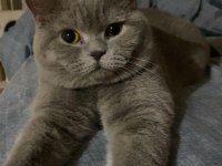 Erkek british shorthair kedimize dişi eş arıyoruz