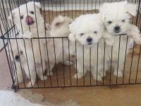 MALTESE TERRİER 50 GÜNLÜK