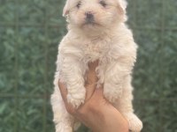 Maltipoo köpeği yavrularım