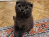 21 Şubat 2024 doğumlu safkan scottish fold yavrumuz