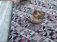 3 adet erkek yavru kedimizin tuvalet eğitimi tamamlandı