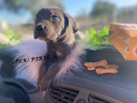 CANE CORSO BLUE YAVRULAR