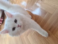 Güzel british longhair kızımız