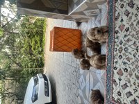 TOY POODLE VE MALTİPOO BEBEKLER