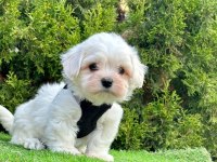 Maltese Terrier Yavrularımız Dişi Ve Erkek