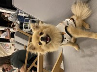 Yeni yuvasını arayan pomeranian