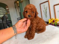 Görüntülü Aramaya Açık Toy Poodle Yavrum