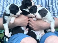 Yakışıklı Border Collie Yavruları