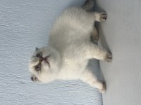 GÜZELLER GÜZELİ KEDİMİZ