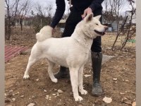 Amerikan Akita